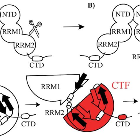 Hypothesised Model Of The Tdp 43 Ctfs Aggregation A Tdp 43 In