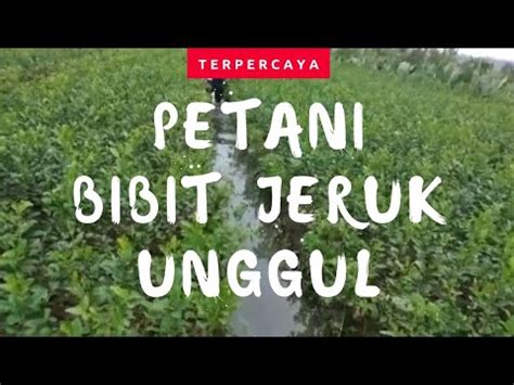 Bibit Jeruk Siam Madu Asli Wa Bibit Jeruk Gerga Lebong