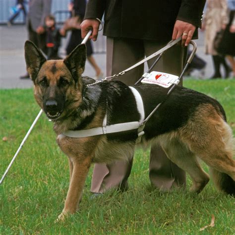 Are German Shepherds Good Service Dogs German Shepherd Dog Hq