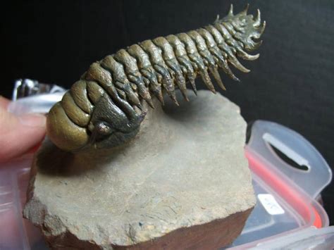 Fossilized Trilobite Crotalocephalina K The Stones Bones