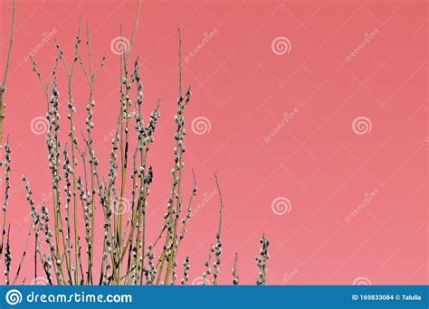 Bush Of Pussy Willow On Background Of Blue Sky Stock Photo Image Of Natural Grow