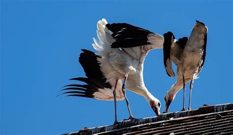 Stork Storks Bird - Free photo on Pixabay