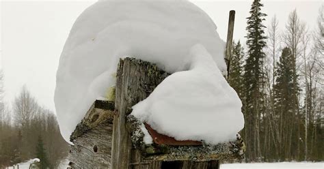 Newblog Snow Days