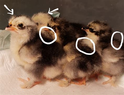 How To Identify Frizzle Chicks As Hatchlings Gucci To Goats