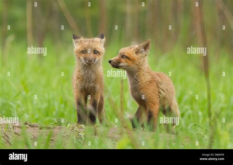 Red Fox Cubs Hi Res Stock Photography And Images Alamy