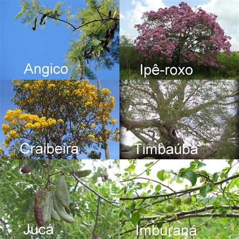 FAUNA E FLORA DO RN Árvores da Caatinga Lista das principais espécies