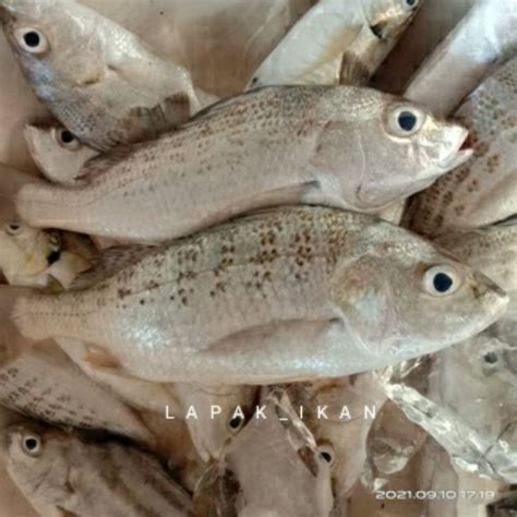 Jual Ikan Kakap Putih Segar Ikan Segar Kakap Putih Grit Ikan Fresh Laut