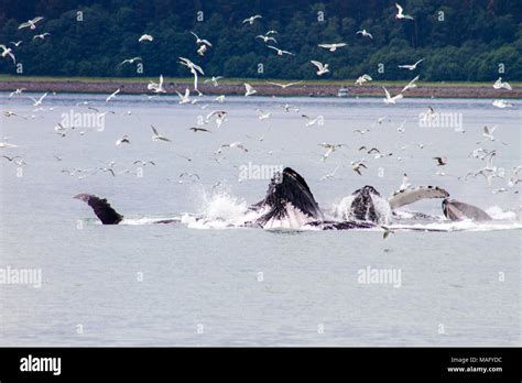 Humpback Whales Bubble Net Feeding Stock Photo Alamy