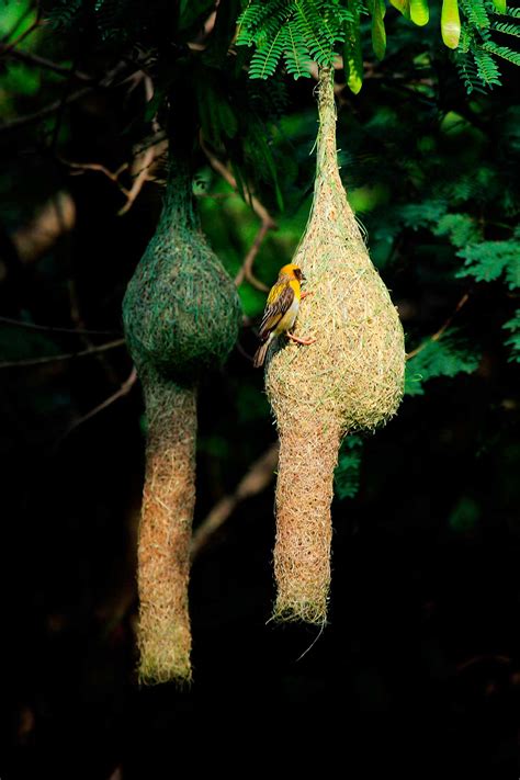 Smithsonian Insider – Bird nests: Variety is Key for the world’s avian Architects | Smithsonian ...