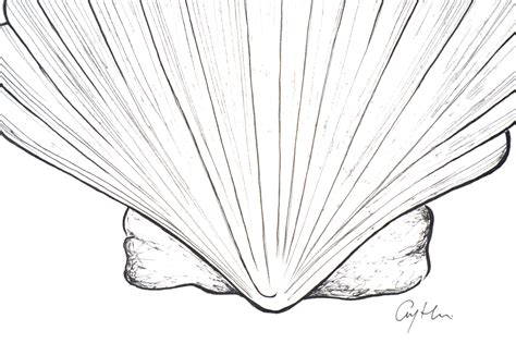 Seashell Drawing Fine Line Artwork Shell Tattoo Design Tropical