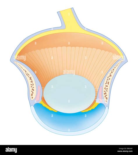 AnatomÍa Del Buho Fotografía De Stock Alamy