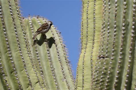 Cactus Sahuaro Bird - Free photo on Pixabay - Pixabay