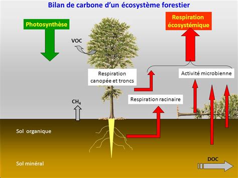 Les For Ts Sont Elles Le Poumon De La Plan Te Le Cycle Du