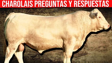 CHAROLAIS Preguntas Y Respuesta Mas Comunes YouTube