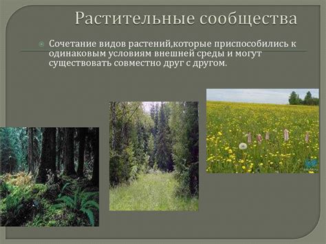 Основные типы растительности россии