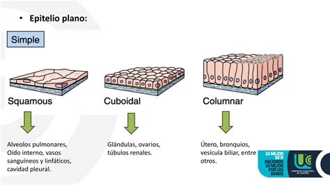 Tejidos Epiteliales Resumen De Libro De Histologia De Gartner Ppt