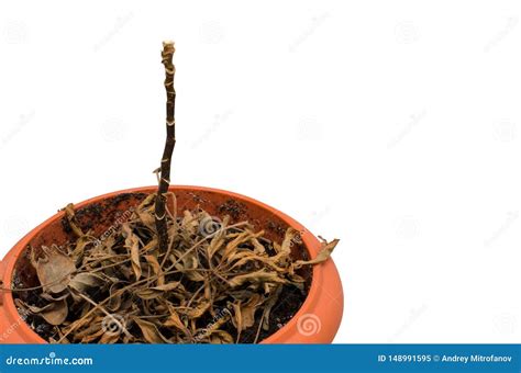 Dead Plant In A Pot Isolated On White Stock Image Image Of Plants