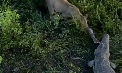 Watch ‘truly Epic Battle Footage Of A Lion Vs A Crocodile Outdoors