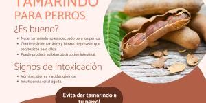 Los Perros Pueden Comer Lechuga Beneficios Y C Mo Ofrecerla