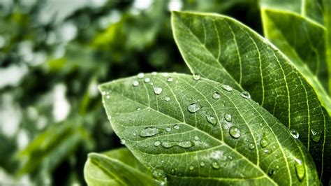 Wallpaper Leaves Nature Grass Water Drops Branch Green Tree