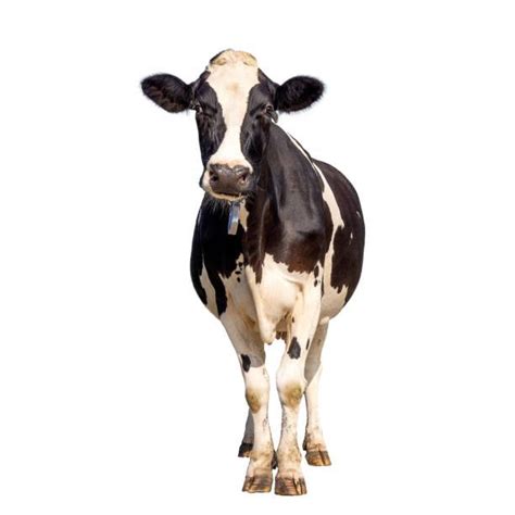 4 200 Holstein Cow Face Stock Photos Pictures Royalty Free Images