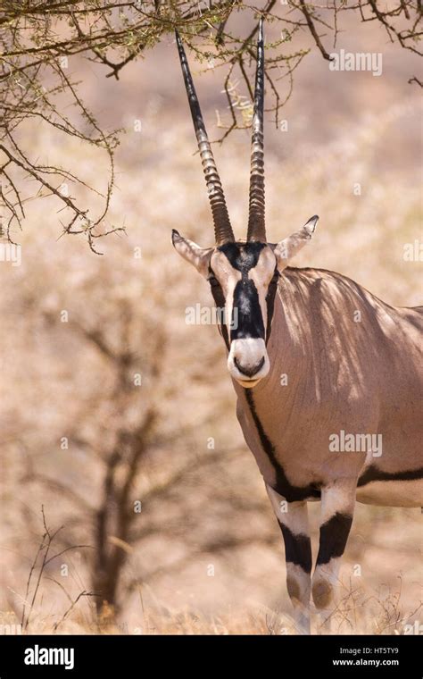 East African Oryx Besia Oryx Under Branch Samburu Kenya Stock Photo