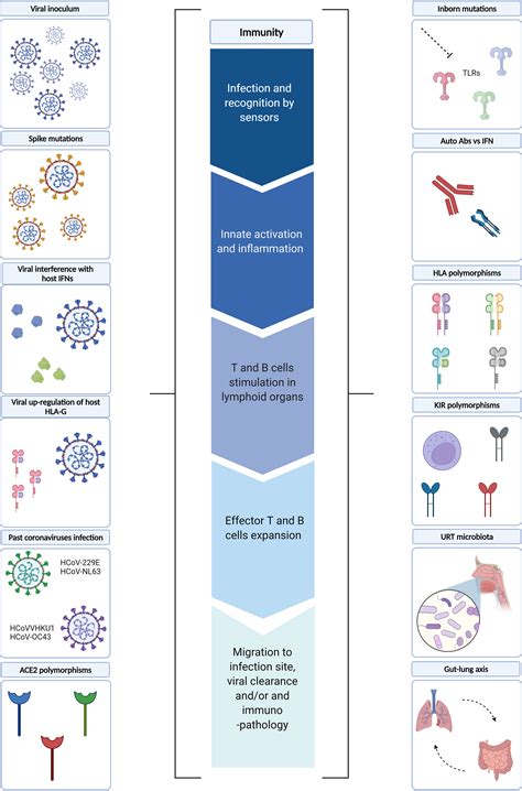 Frontiers Hallmarks Of Severe Covid Pathogenesis A Pas De Deux