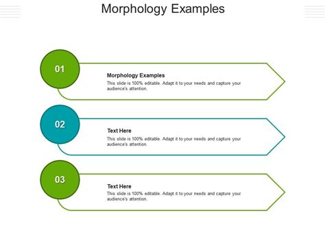 Morphology Examples Ppt Powerpoint Presentation Portfolio Pictures Cpb