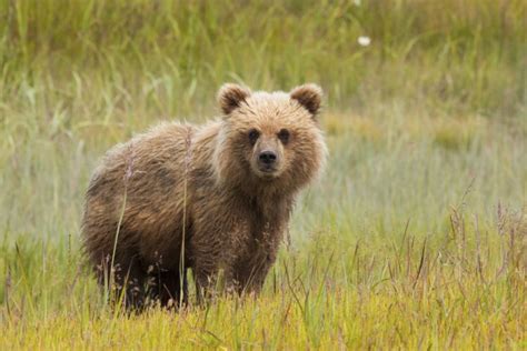 Brown Bear - The Himalayan Largest Mammal