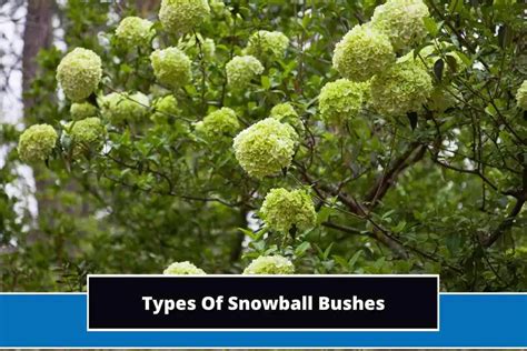 4 Different Types Of Snowball Bushes (With Photos)