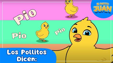 Los Pollitos Dicen Pio Pio 🐔🐥🐣 😍el Patito Juanl 🎈 Youtube