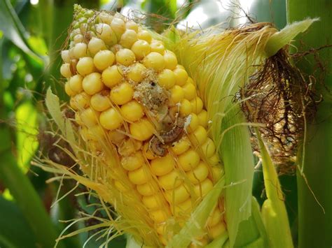 Corn Earworm Eggs