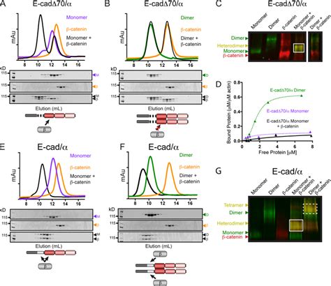 Complex formation between E cadherin αE catenin chimeras and β catenin