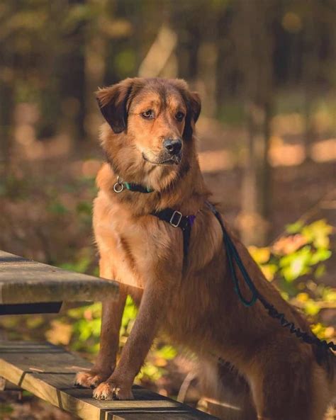 Great Weilernees Great Pyrenees And Rottweiler Mix Info Pictures Faqs