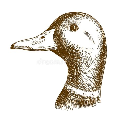 Drawing Mallard Duck Outline - magicheft