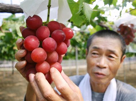 Why Are Fruits So Expensive in Japan?