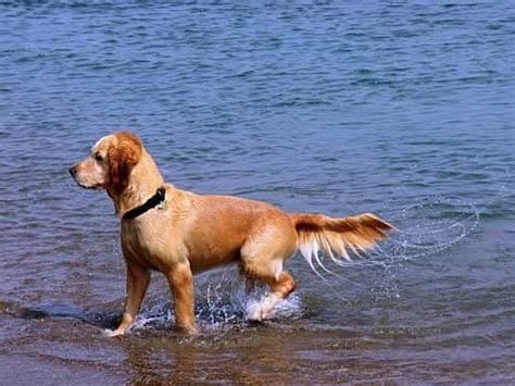 Wag the Dog: Two Meanings of the Idiom | Merriam-Webster