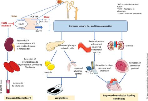 Glucose Sodium Cotransporter Diagram