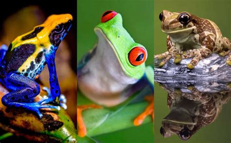 The Worlds Most Colorful And Curious Frogs