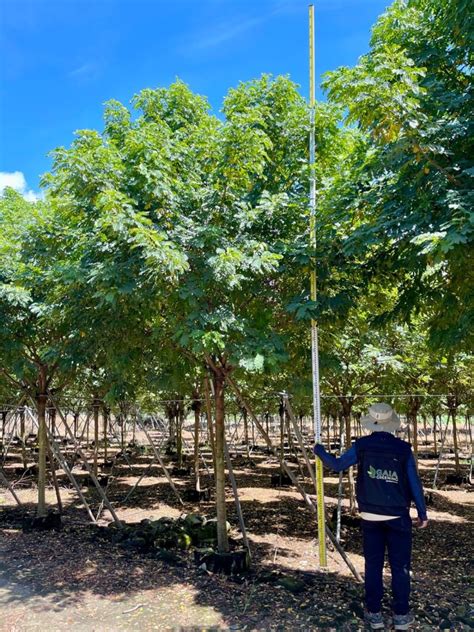 Senna Surattensis Gaia Greening