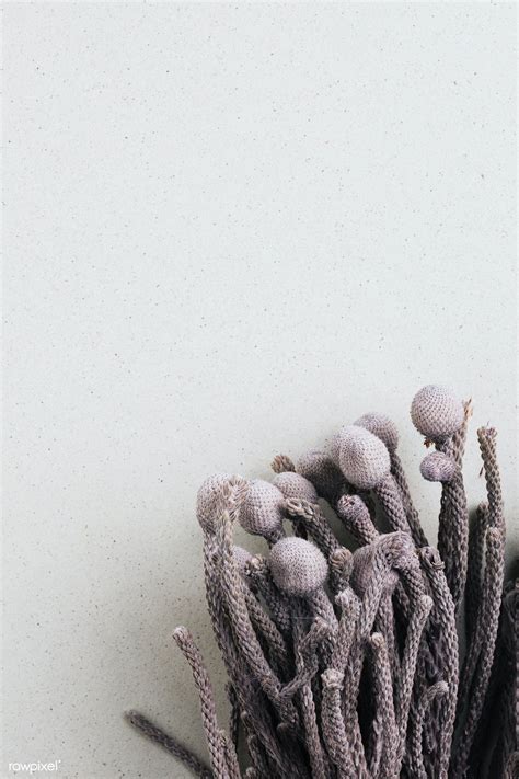 Bouquet of dried silver brunia bundle | premium image by rawpixel.com ...