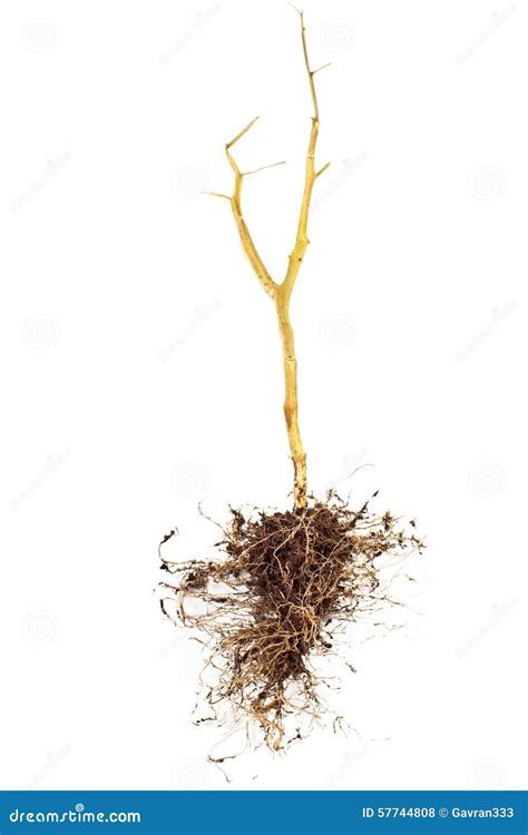 Tomato plant roots stock photo. Image of environmental - 57744808