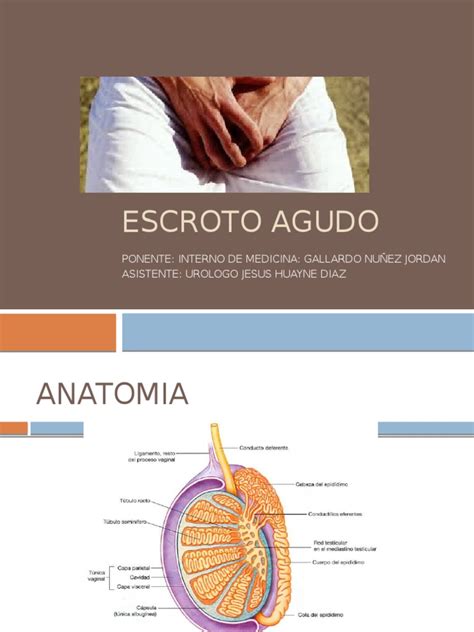 Escroto Agudo | Testículo | Especialidades Medicas