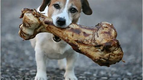 When Can Puppies Chew Bones? Which Bones Are Best – HumbleDogs