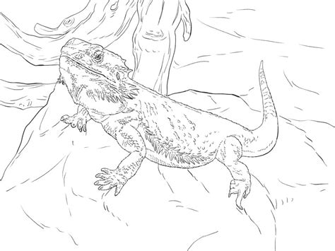 Bearded Dragon Coloring Pages - Free Printable Coloring Pages for Kids