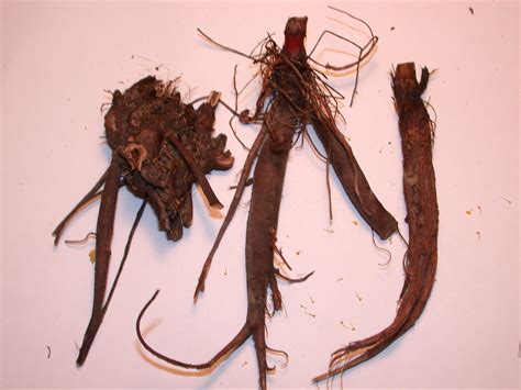 Herb Magic Catalogue: Yellow Dock Root