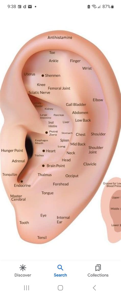 Ear Acupressure Points Ear Seeds Trachea Holistic Care Sciatic