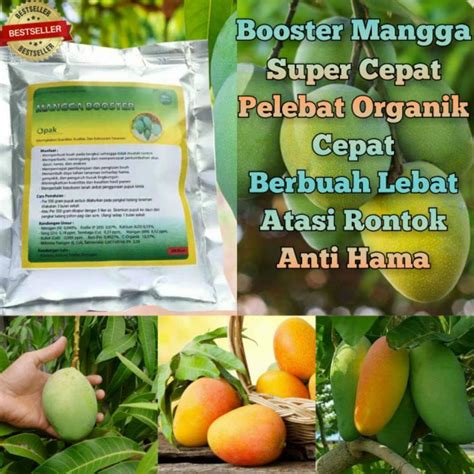 Jual Pupuk Organik Pelebat Buah Dan Booster Mangga Cepat Berbuah Lebat