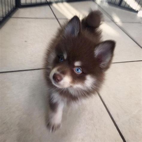 Cute Pomsky Mezcla De Husky Y Pomerania L2sanpiero