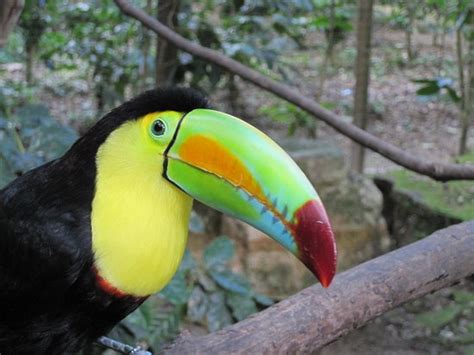 Macaw Mountain Bird Park And Nature Reserve Copán 2019 Qué Saber